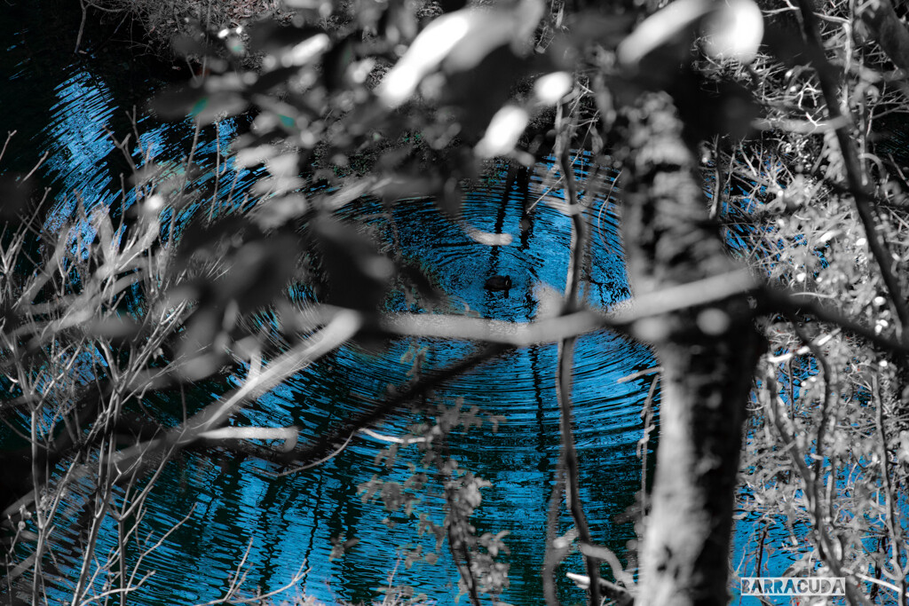 中心：一羽の鳥