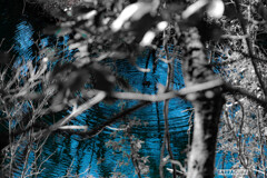 中心：一羽の鳥