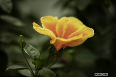 神代植物園・スイレン③