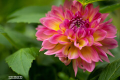 神代植物園・ダリア⑥