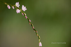 2019年10月こども植物園⑧
