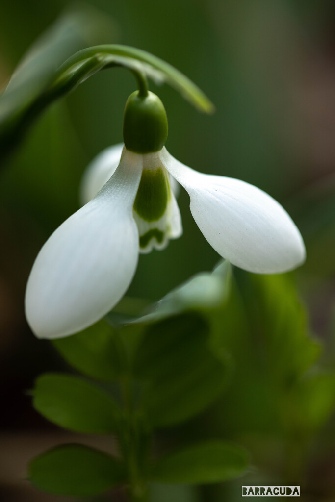 清純なスノードロップ
