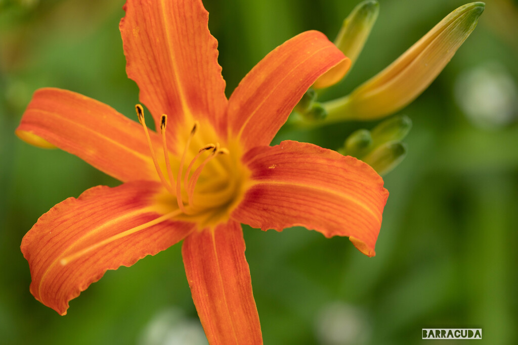 こども植物園の初夏③