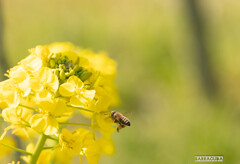 みつばちと菜の花シリーズ①