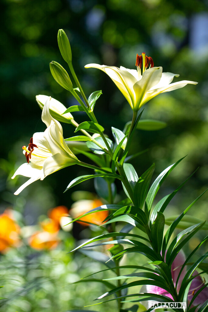 ユリシリーズ③