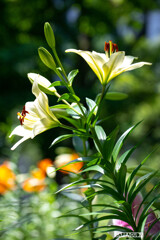 ユリシリーズ③