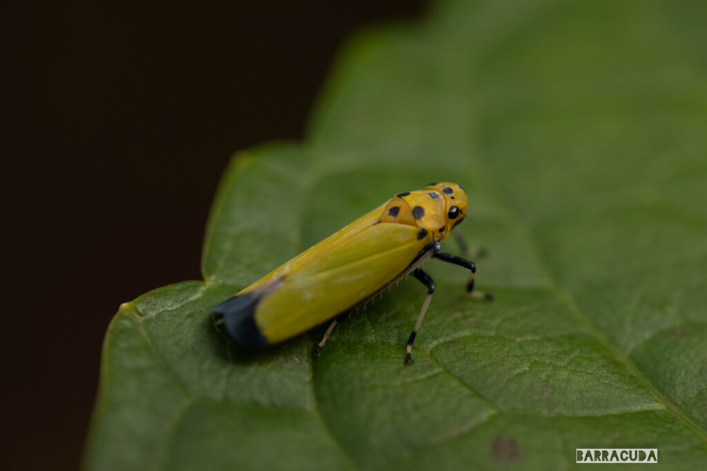 舞岡の秋の仲間⑥