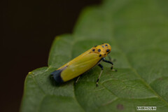 舞岡の秋の仲間⑥
