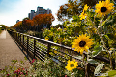 晩秋の花(ひまわりの仲間？)
