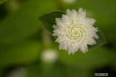 里山ガーデン①