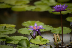 神代植物園・スイレン②
