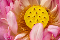 神代植物園・ハス②