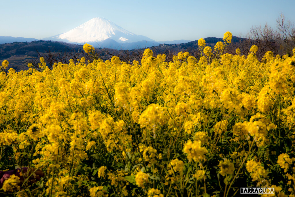 菜の花と富士②