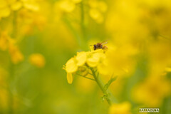 菜の花とハチ①