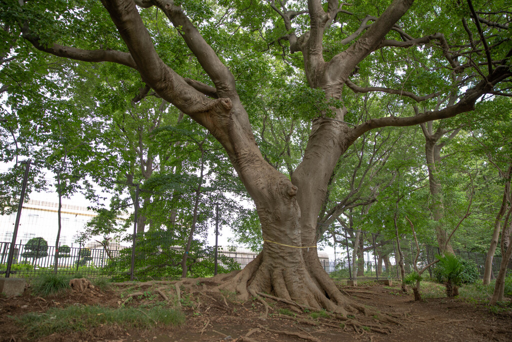 玉川上水緑道シリーズ