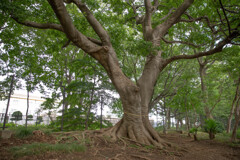 玉川上水緑道シリーズ