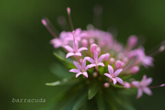 綿棒の正体！！('◇')ゞ