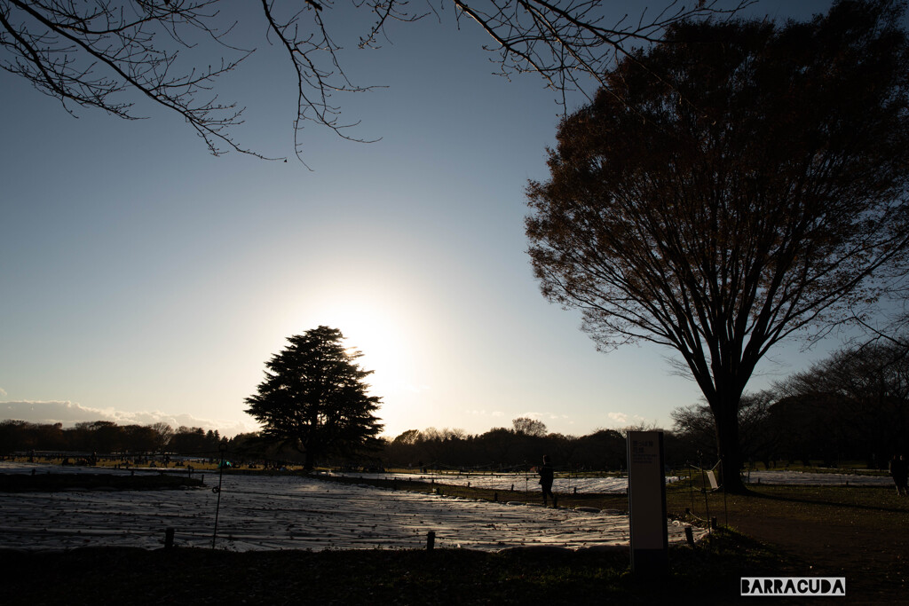 昭和記念公園③