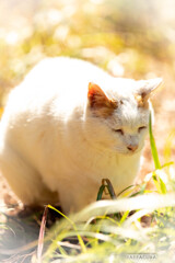 『もふもふネコ』（三渓園・番外編）