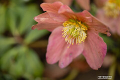 上野ぼたん苑シリーズ⑥