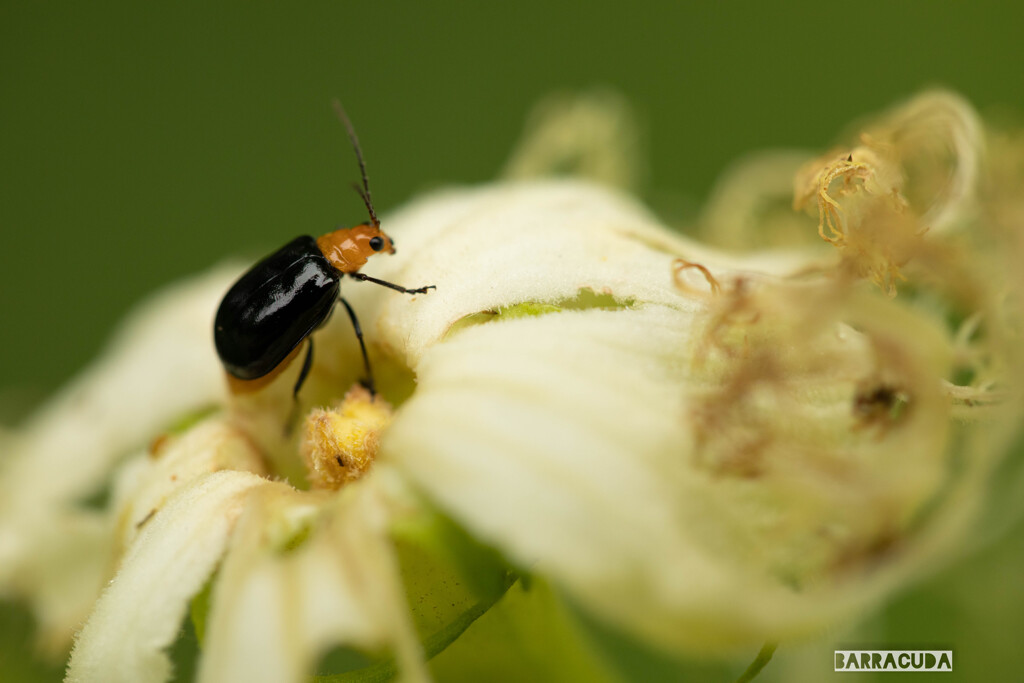 梅雨の申し子？②