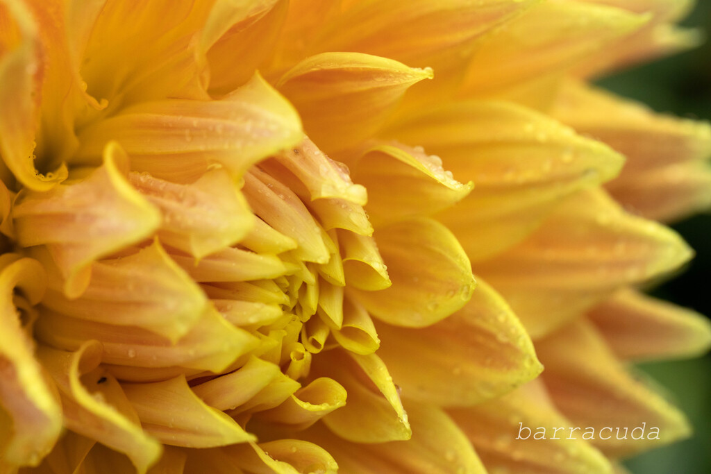 町田ダリア園シリーズⅡ　④