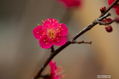 赤塚溜池公園②