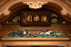 後楽園の紅葉④