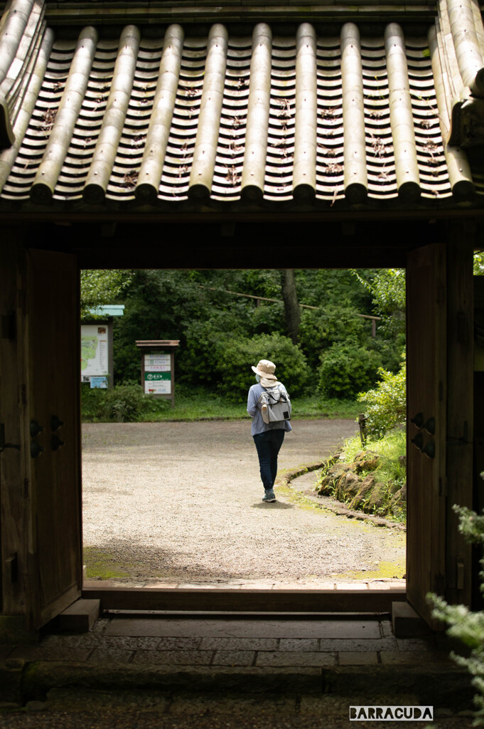 早朝観蓮（れん）会⑧