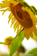 横浜のひまわり畑④