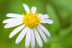 舞岡公園シリーズ