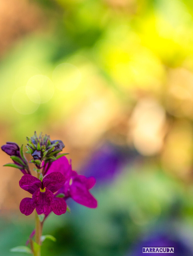 セージのような花