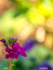 セージのような花