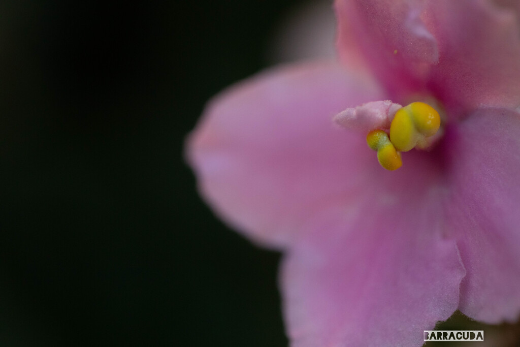 御苑の花たち⑦