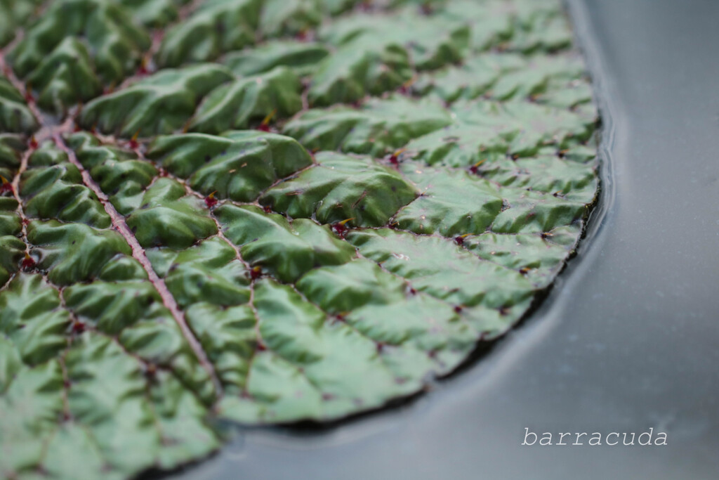 スイレンの葉大陸