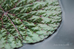 スイレンの葉大陸