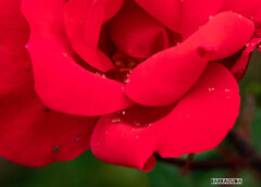 雨のこども植物園④