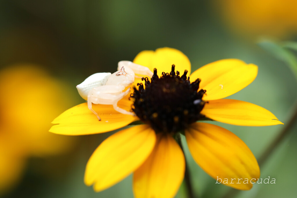 無視できない虫シリーズ⑩