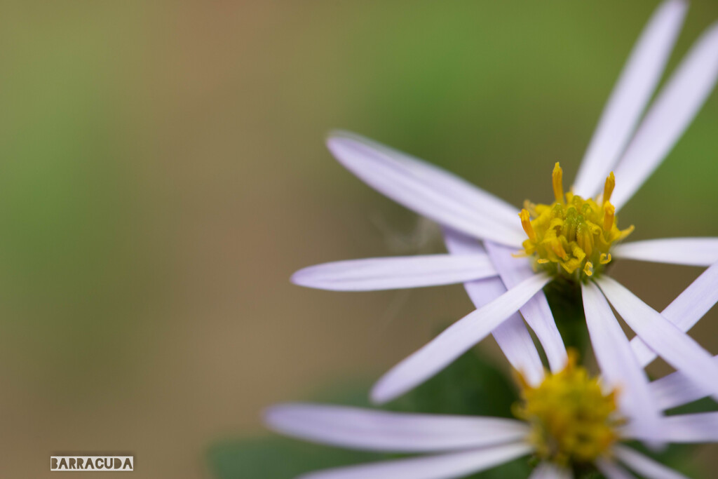雨のこども植物園⑩