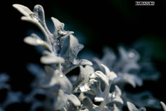 こども植物園草花シリーズ⑥　シロタエギクの涙