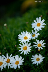 日本大通り花壇の花②