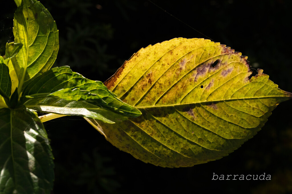 こども植物園で葉っぱの撮影②