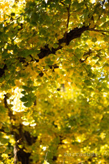 等々力渓谷へ①