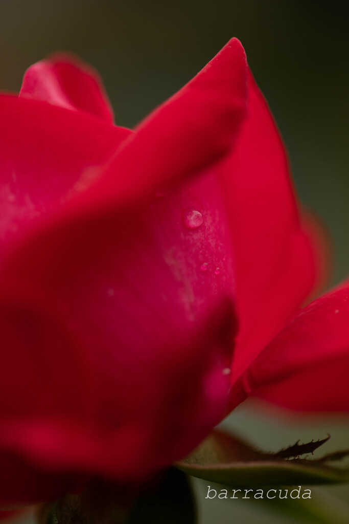 港が見える丘公園④