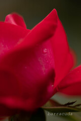 港が見える丘公園④