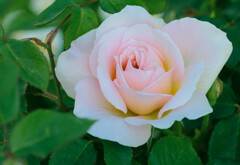 薔薇4種（蔵出し）２