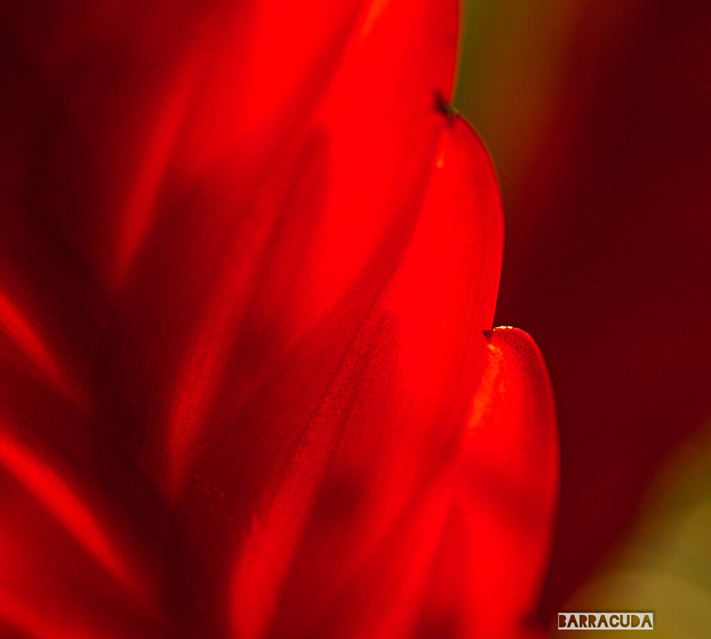 小石川植物園にて⑦