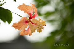 大船フラワーセンター⑥