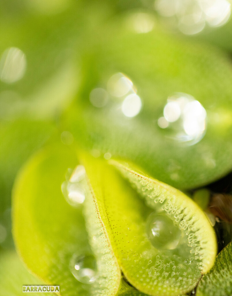 こども植物園草花シリーズ⑨　水草Ⅱ