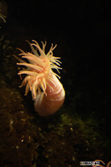 山形旅行『加茂水族館・クラゲ編』おまけ①